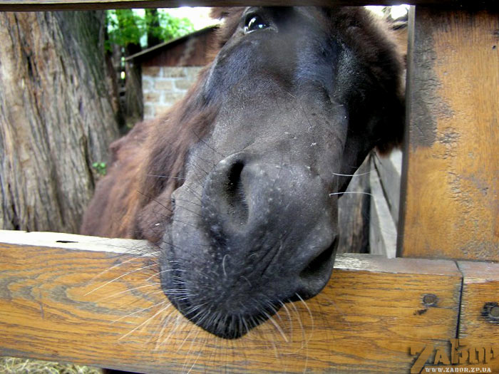 ������ (������� � ���������)