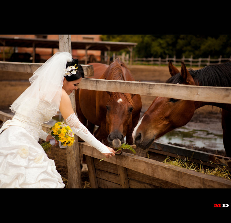 �������� ����� ����� (���������)