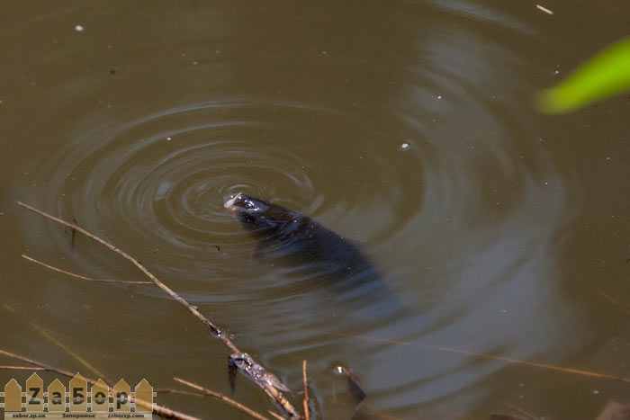 ������ ����������� � ������� ���� (���������)