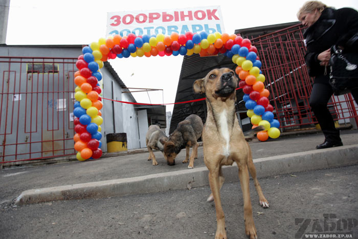 ������ - ������ �������� �� ����� �������� (���������)