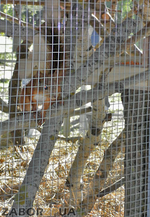 ����� � ������� � ������� ���� (���������)