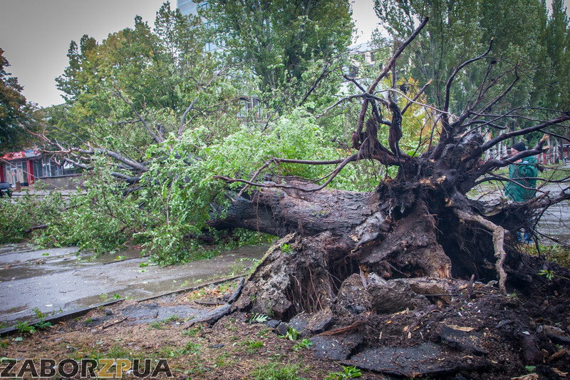 ������ ����� �� ������ (���������)