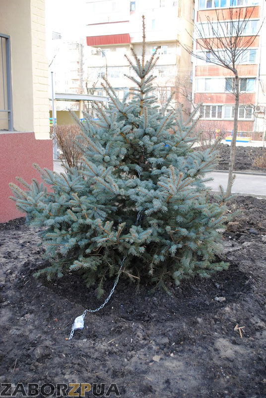 ���� ���������, ���� �� ������ (������� ����� � ���������)