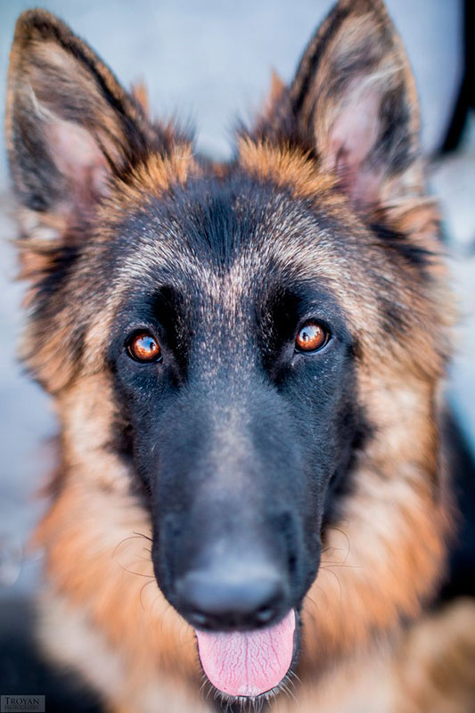 ���� ����� (��������)