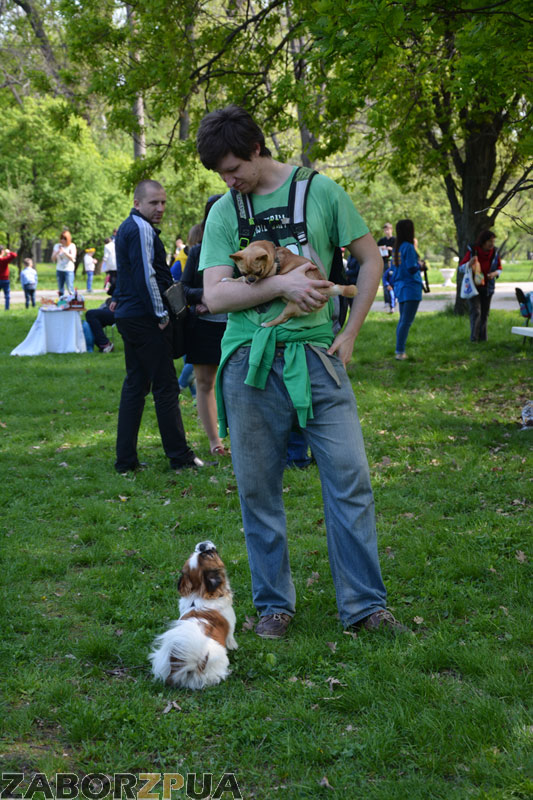 �����Fest � ���������