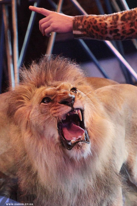 ������� ���