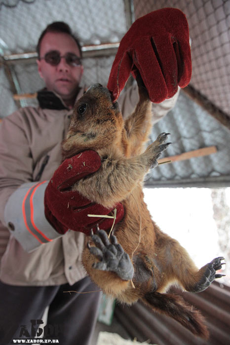 ����� - ������� �������� (���, ���������)