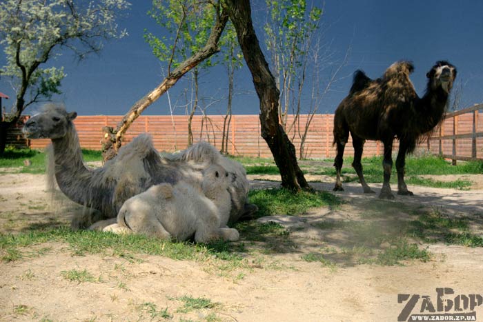 ������� � �������� ���������