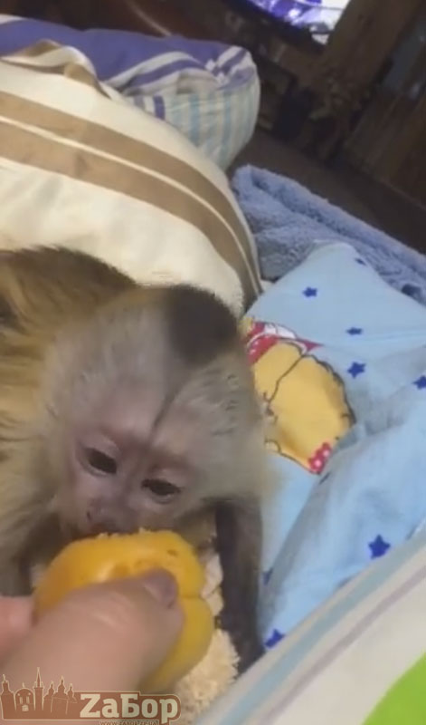 ������� � ���������� ��������