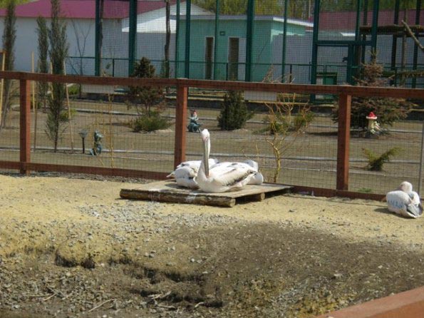 ���������� �������. ��������.