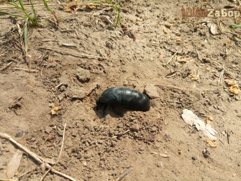 ��� ����� ������������ �� �������