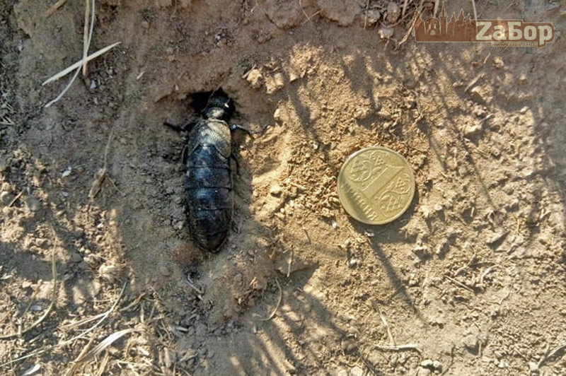 ��� ����� ������������ �� �������