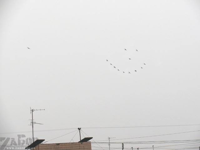 ������ (���������)