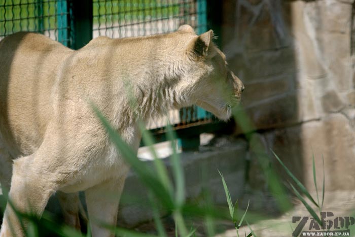 ���. ������� � ���������