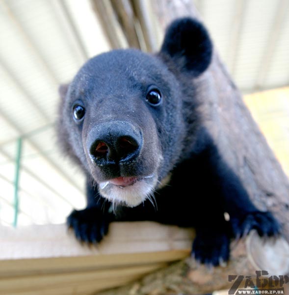 �����. ������� � ���������