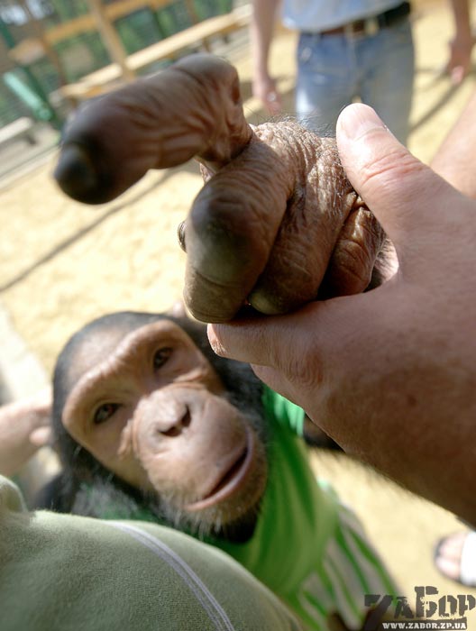 �������� � ���������� ��������. �����������