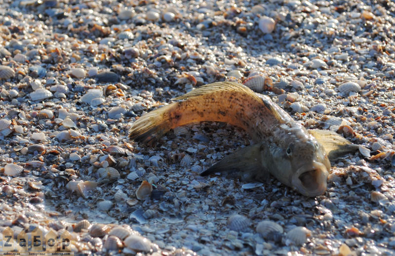 �� ����� ������ ������ ����������� �� �����