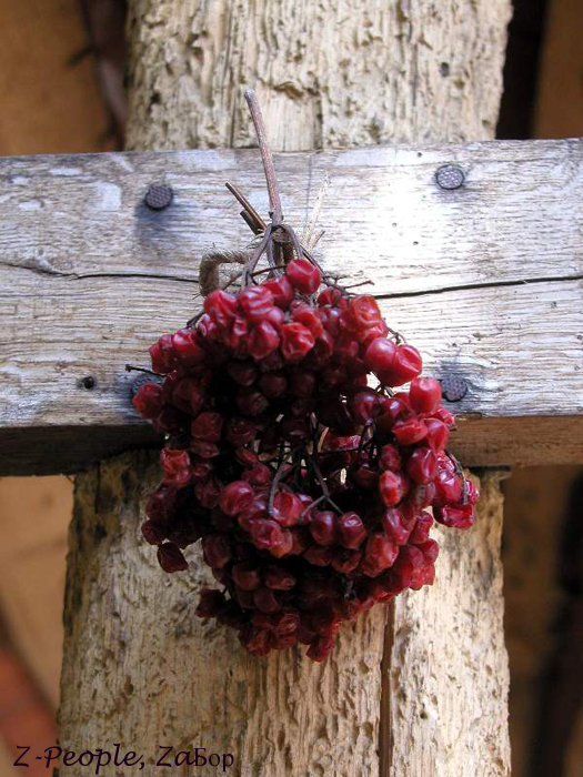 ������ �����