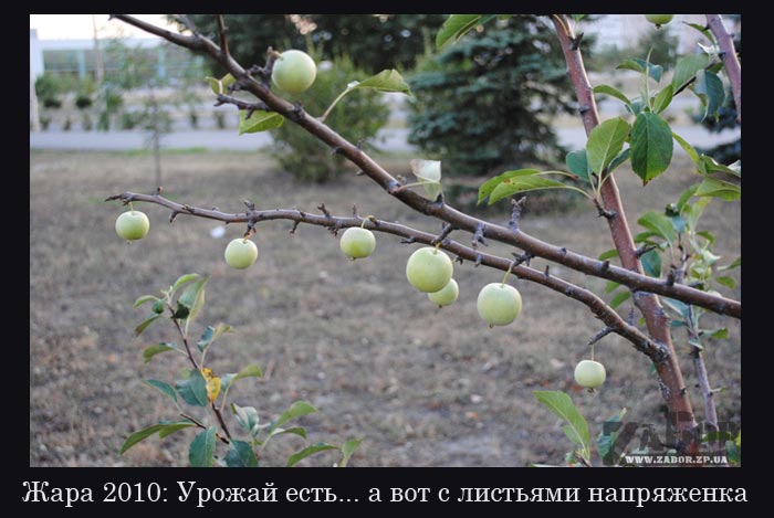 ���� 2010. ������