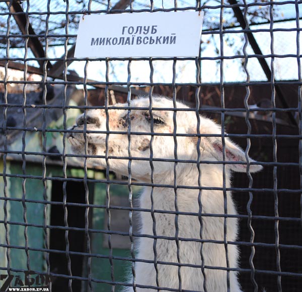 ����� ������������