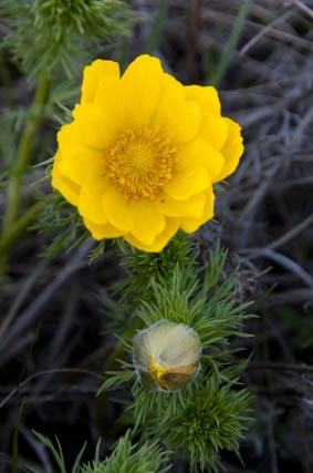 �������� ������. ���� 2009