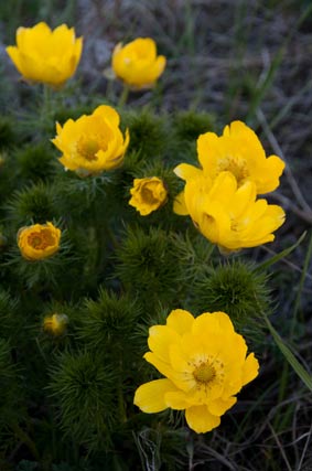 �������� ������. ���� 2009