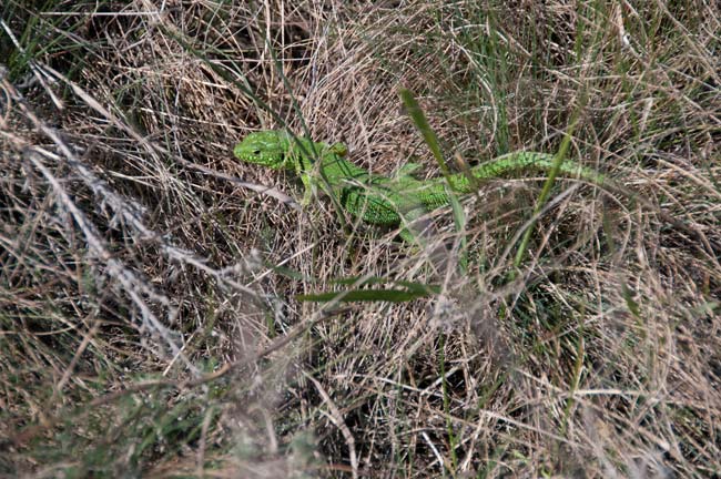 �������� ������. ���� 2009