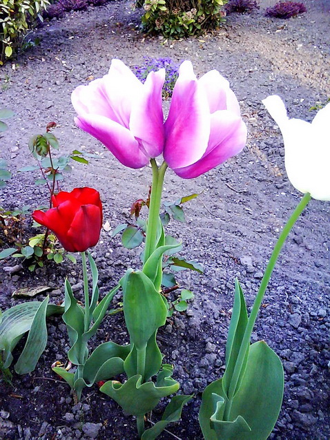 ������� ����������