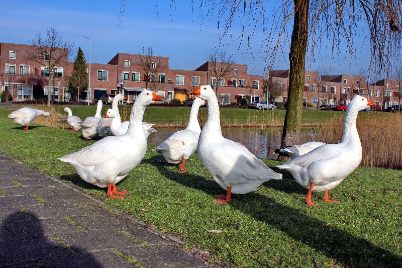 ����� ��������� ����