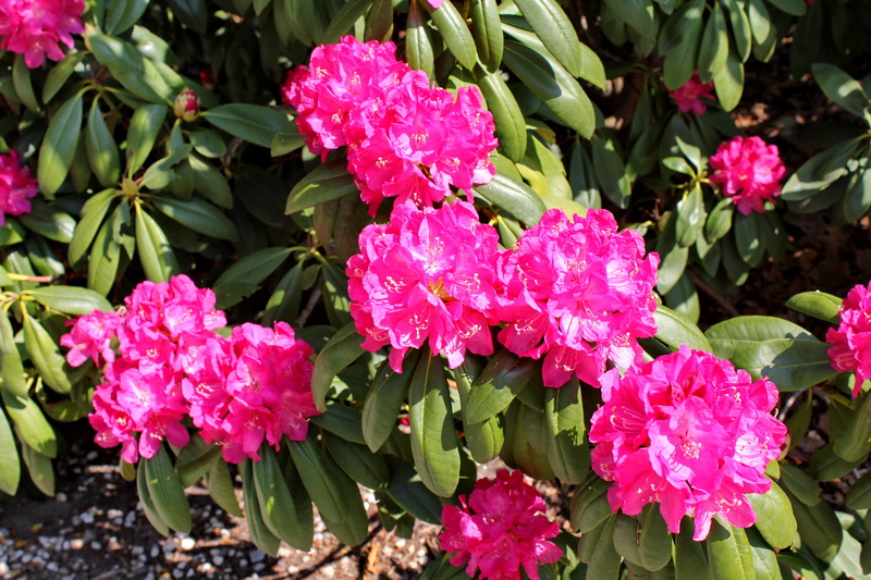 ������� ����������