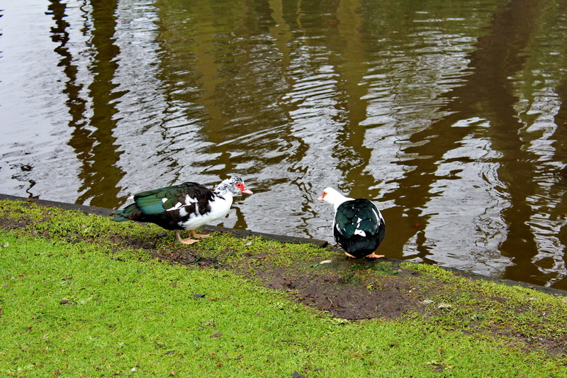 ����� ��������� ����