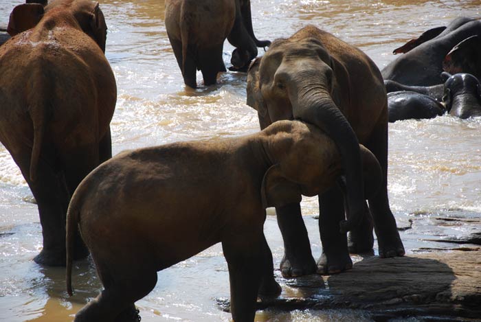 ������� ������ (���-�����)