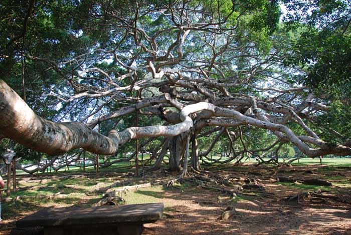 ��� ����� ���� ������� �� ���-�����