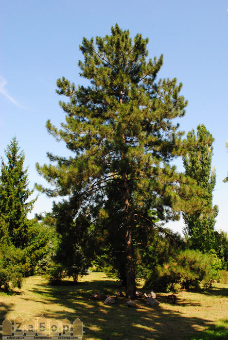 �������� ������ (������� ���, ���������)