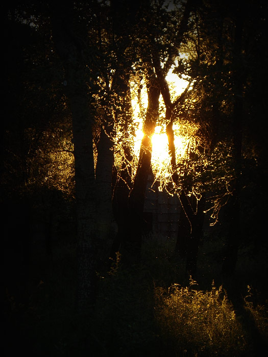 ������� ���� ������� (���������)