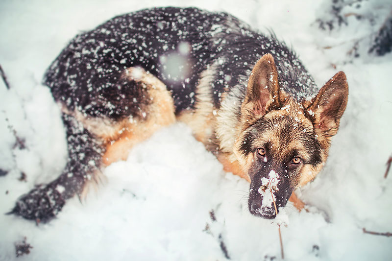 ���� ����� (��������)