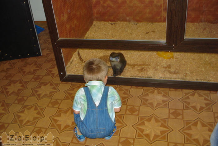 ����-������� � �������� �� ������� (���������, ��������)