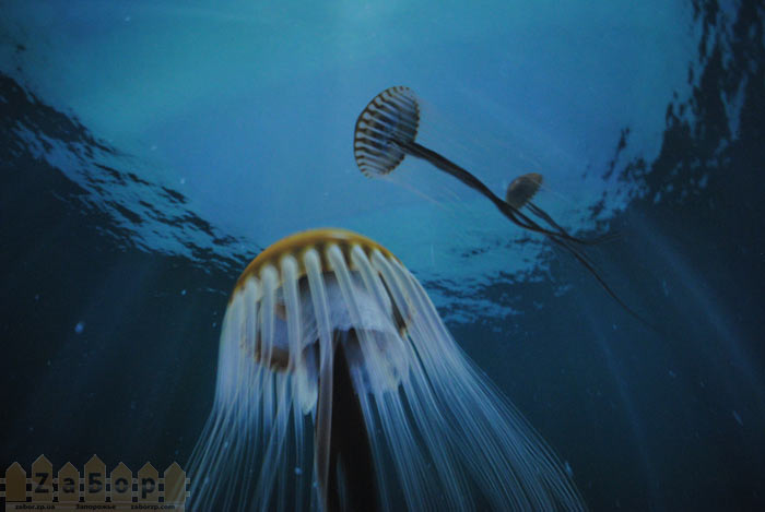 ����� � ����������� ����������