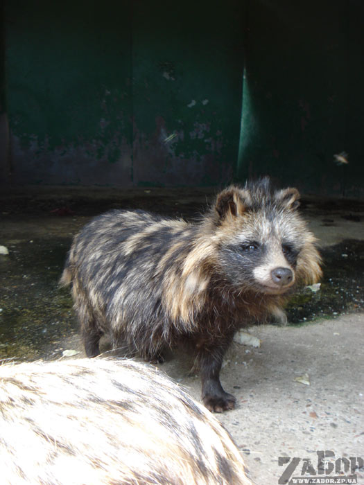 ���� (������� ���, ���������)