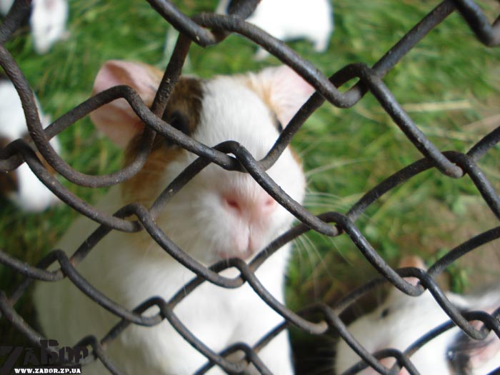 ������� ������ (������� ���, ���������)