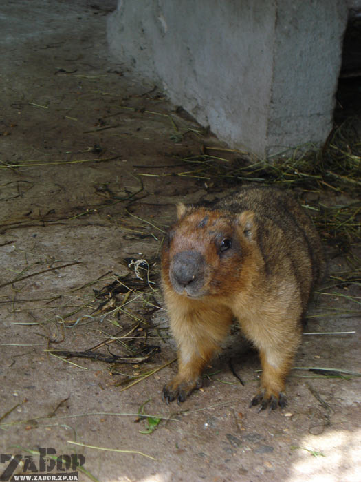 ����� ������