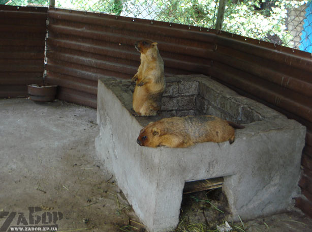 ����� ������