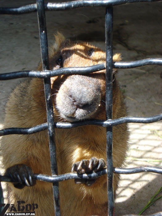 ����� ������ (������� ���, ���������)