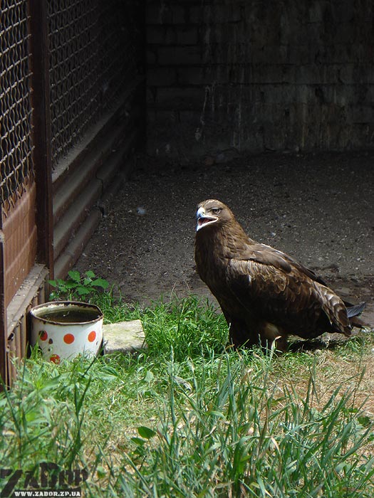 ���� (������� ���, ���������)