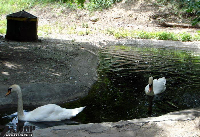 ������ (������� ���, ���������)