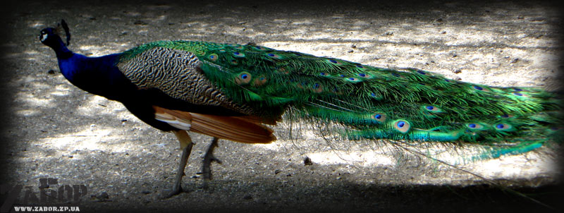 ������ (������� ���, ���������)