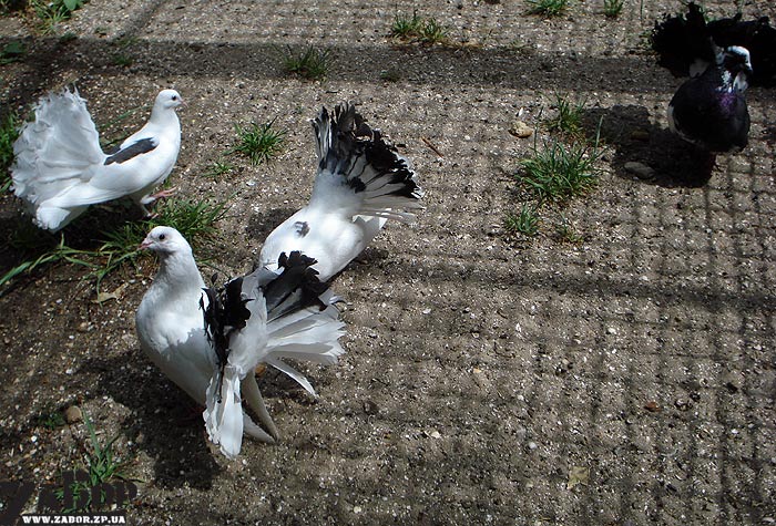 ������ (������� ���, ���������)