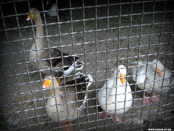 ���� �� �������� (������� ���, ���������)