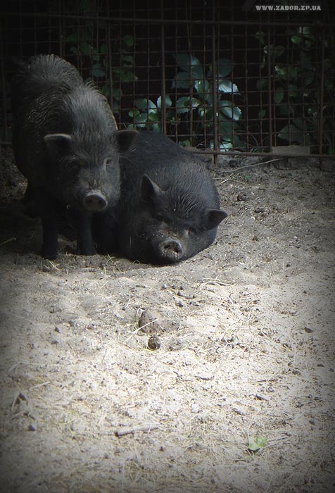 ������ (������� ���, ���������)