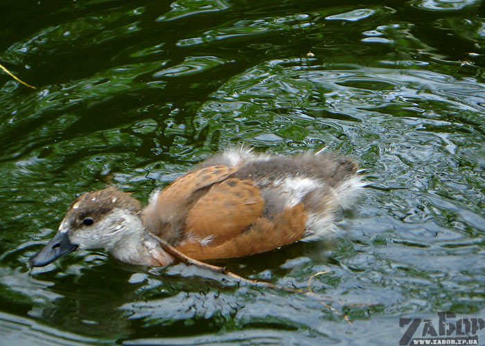 ���� (������� ���, ���������)